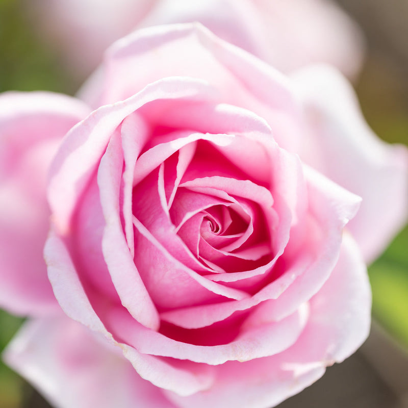 Rose Pure Essential Oil Diluted XDaySale