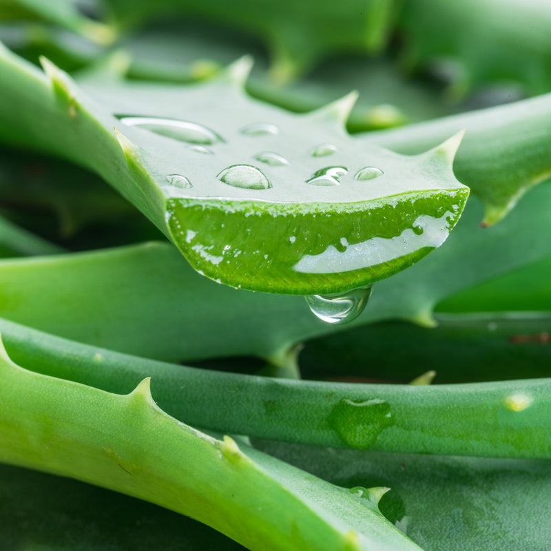 Aloe Vera Hand Cream XDaySale