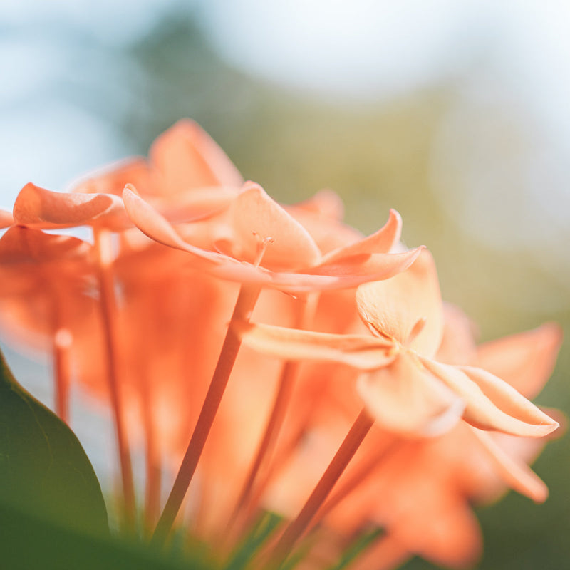 Geranium Pure Essential Oil XDaySale