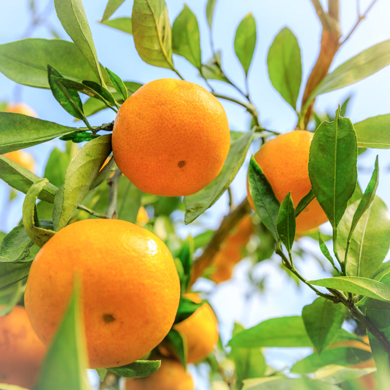 Orange Pure Essential Oil XDaySale