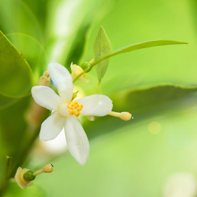 Neroli Pure Essential Oil Diluted XDaySale