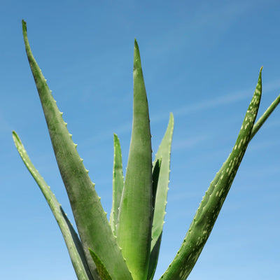 Aloe Vera Hydrating Mist XDaySale