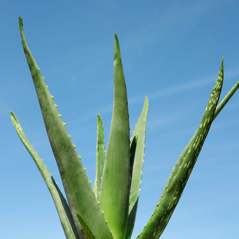 Aloe Vera Hydrating Mist XDaySale