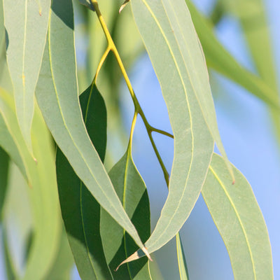 Jurlique Eucalyptus Pure Essential Oil Jurlique